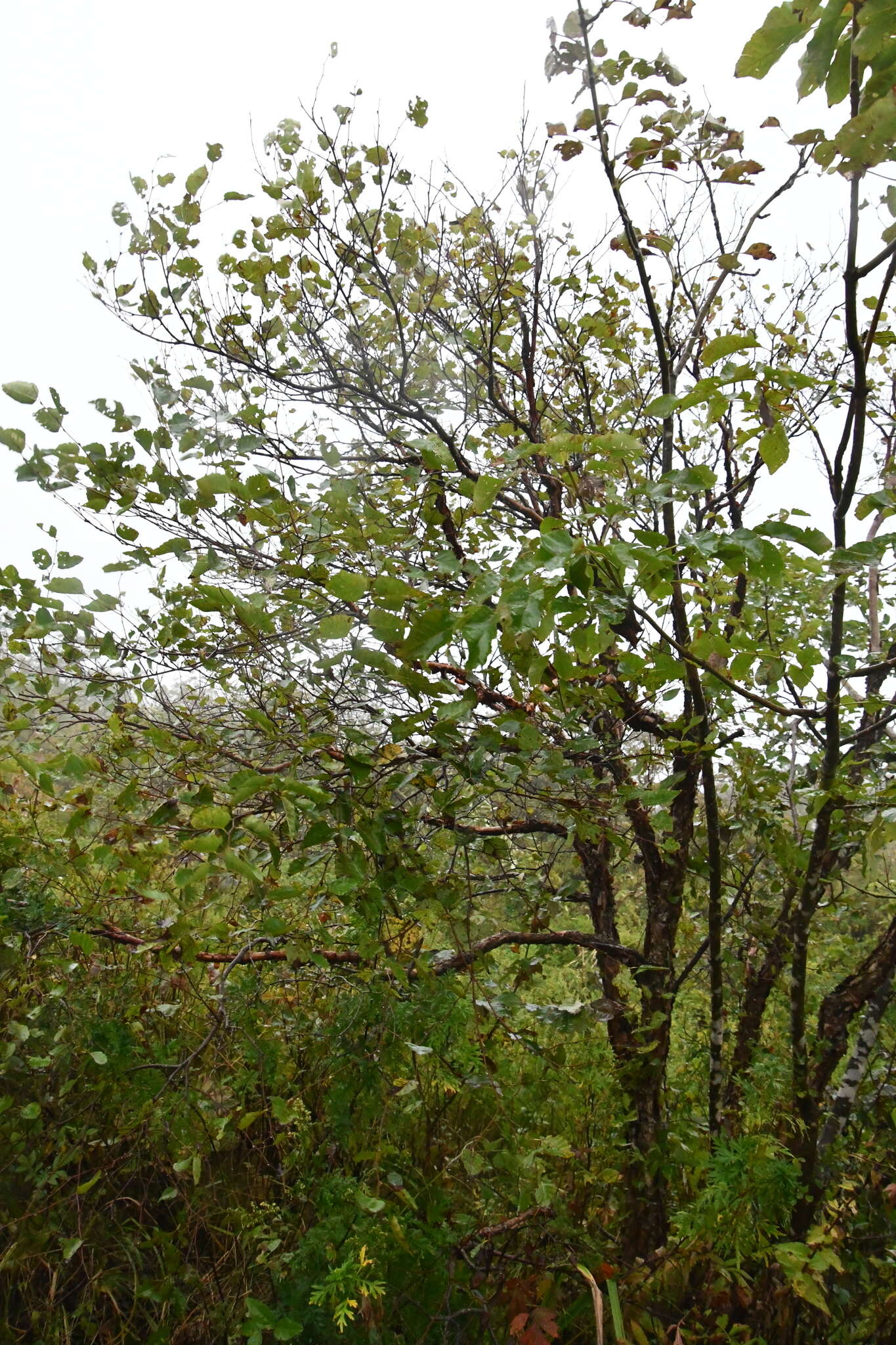 Image of Betula dauurica