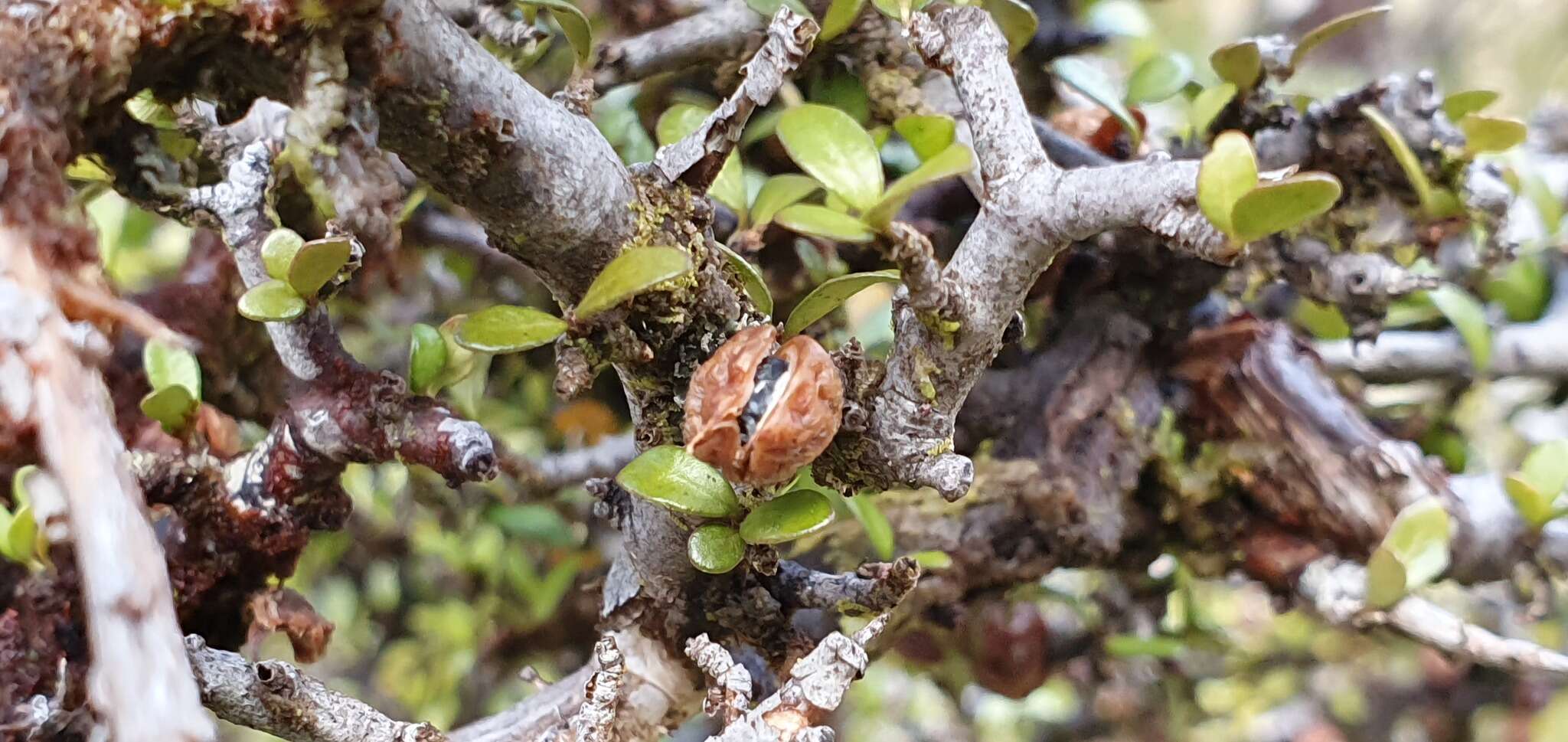 Слика од Pittosporum rigidum Hook. fil.