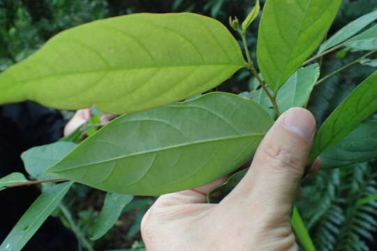 Phyllanthus meghalayensis Chakrab. & N. P. Balakr.的圖片