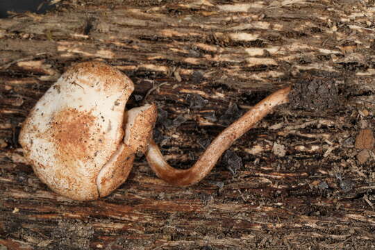 Image of Cystolepiota hetieri (Boud.) Singer 1973