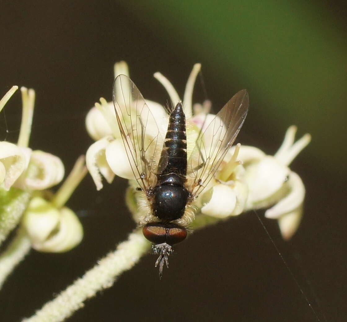 Image of Australiphthiria