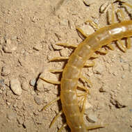 Image of Dog-toothed Giant Centipede