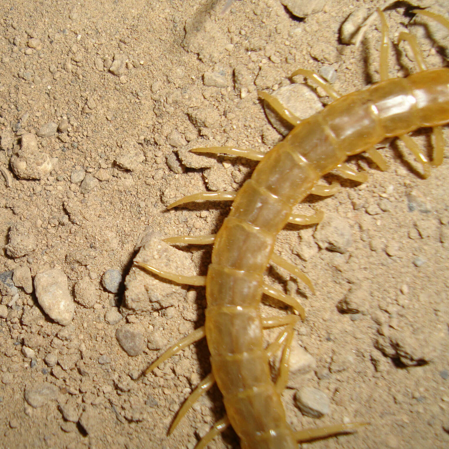 Image of Dog-toothed Giant Centipede