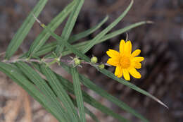 Imagem de Aldama ensifolia (Sch. Bip.) E. E. Schill. & Panero