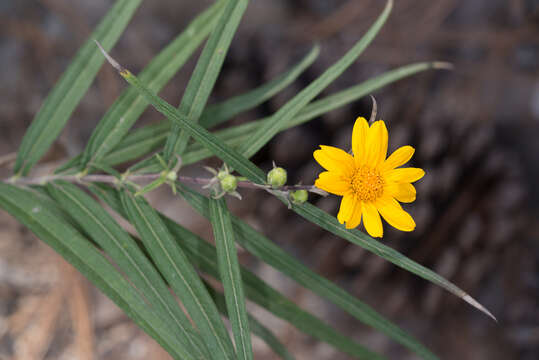 Plancia ëd Aldama ensifolia (Sch. Bip.) E. E. Schill. & Panero