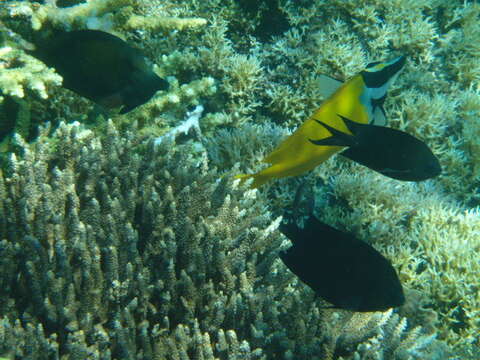 Image of Acanthochromis