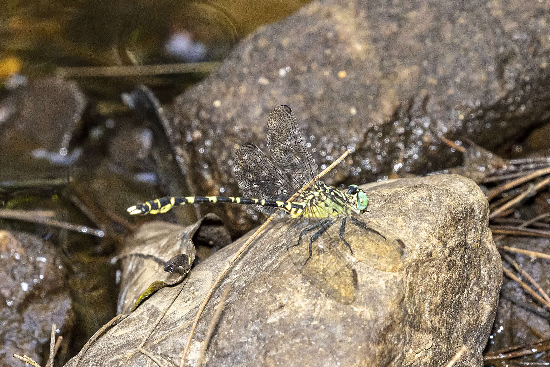 Image of Hemigomphus comitatus (Tillyard 1909)