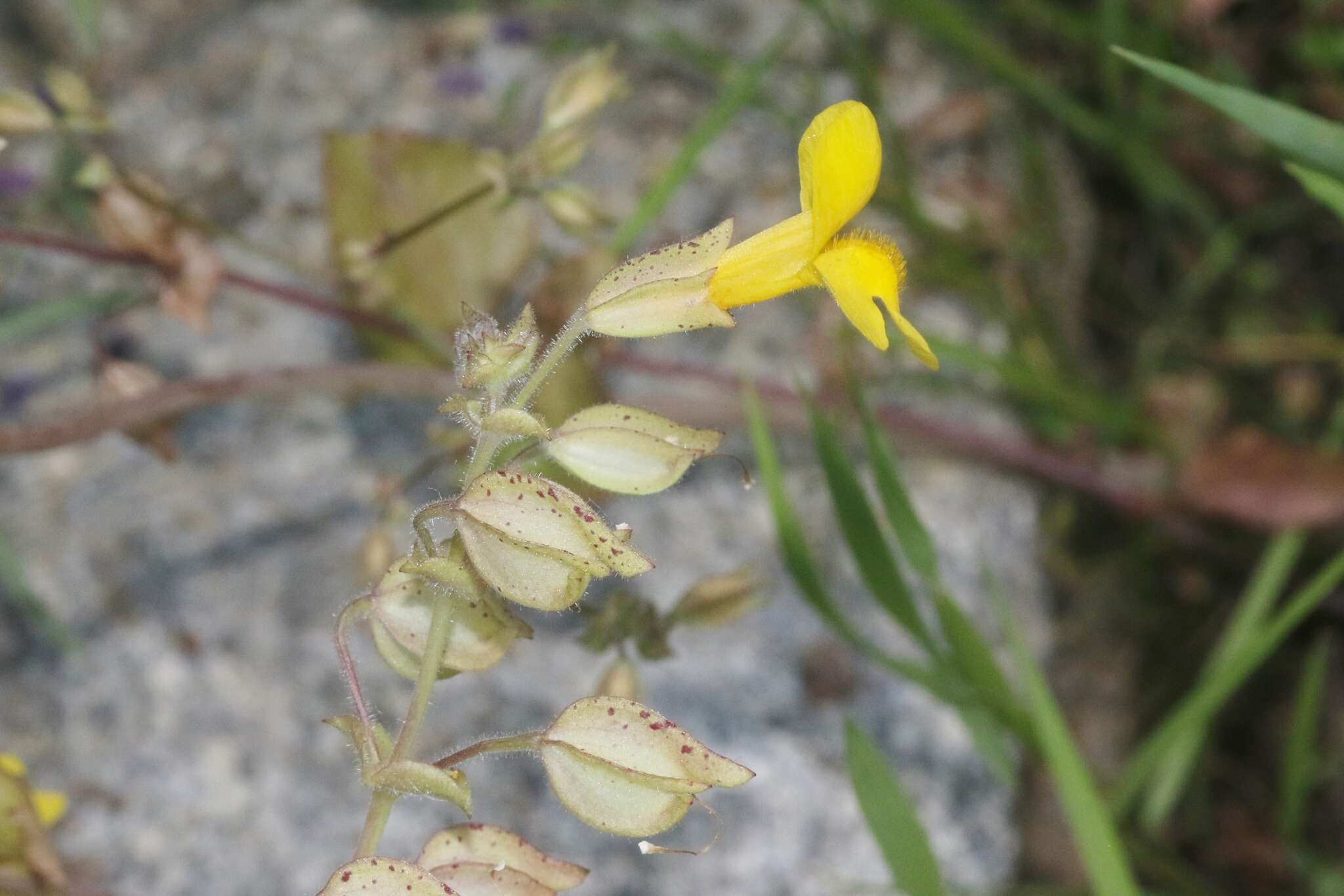 Image of widecalyx monkeyflower