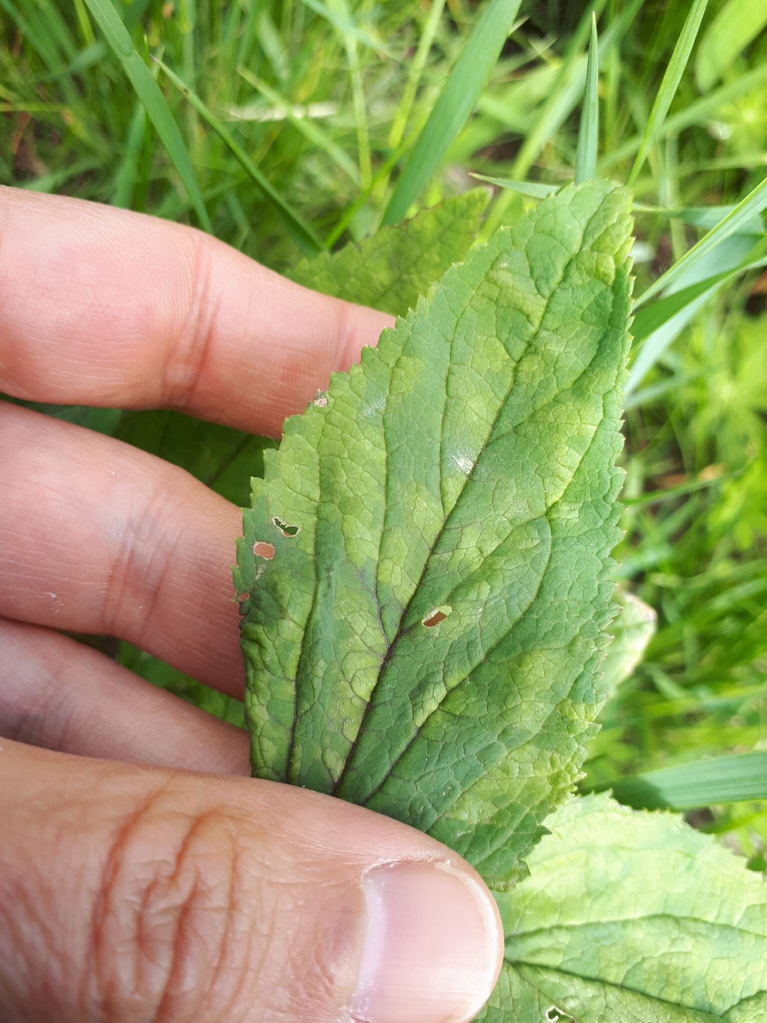 Image of Peronospora sordida