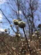 Plancia ëd Edgeworthia chrysantha Lindl.