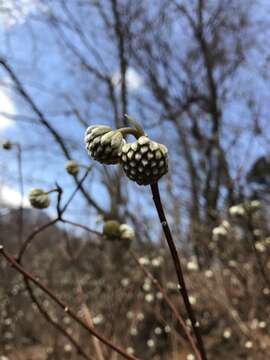 Plancia ëd Edgeworthia chrysantha Lindl.