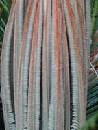 Image of Fern Palm