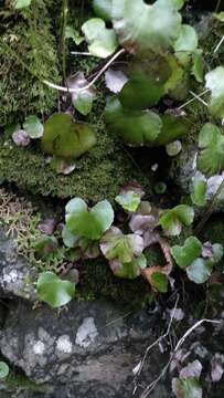 Image of lotus-leaved maidenhair fern