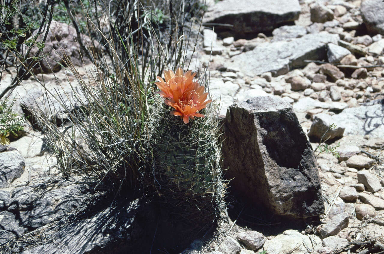 Image of Echinopsis lateritia Gürke