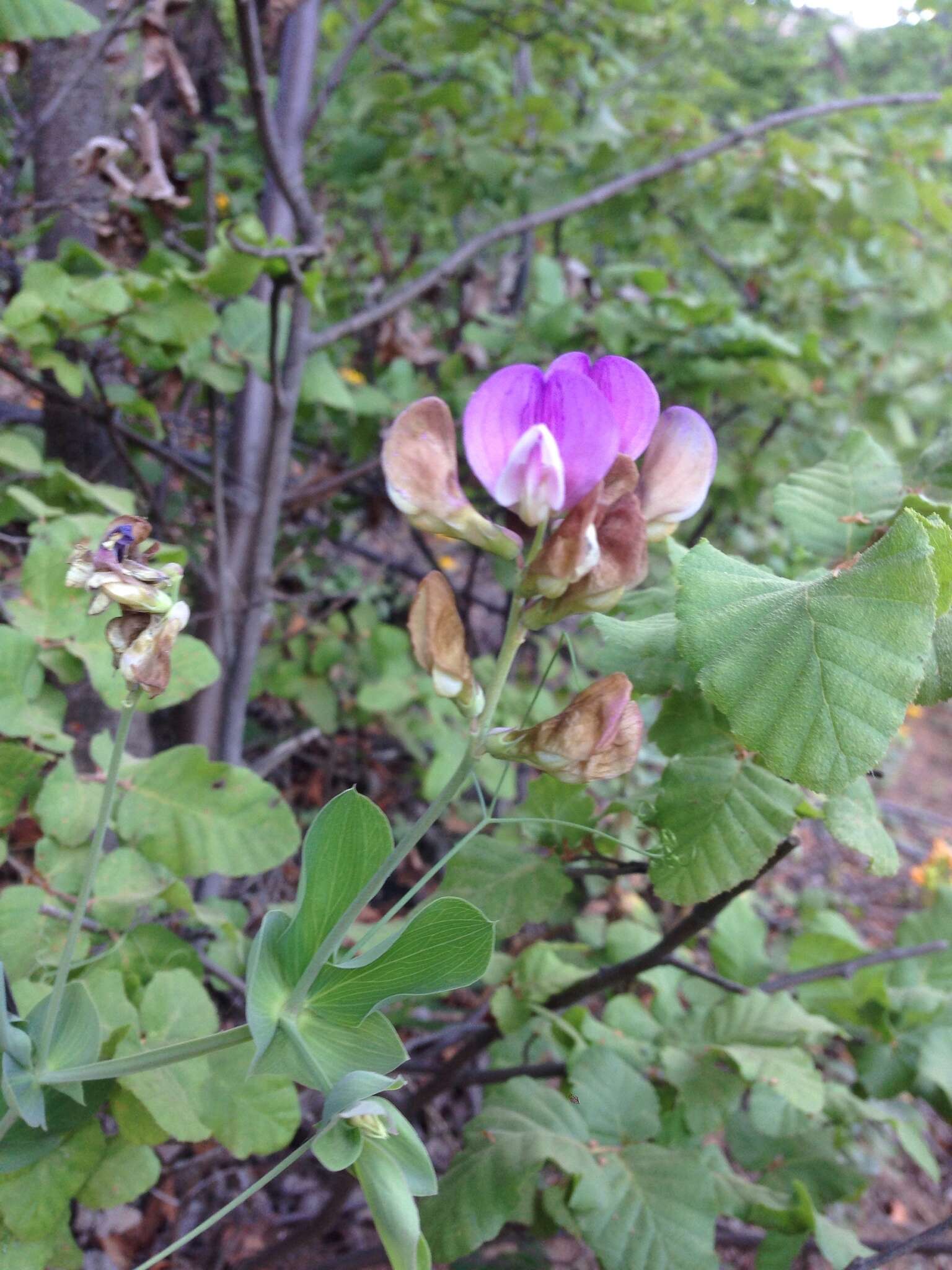 Lathyrus magellanicus Lam. resmi