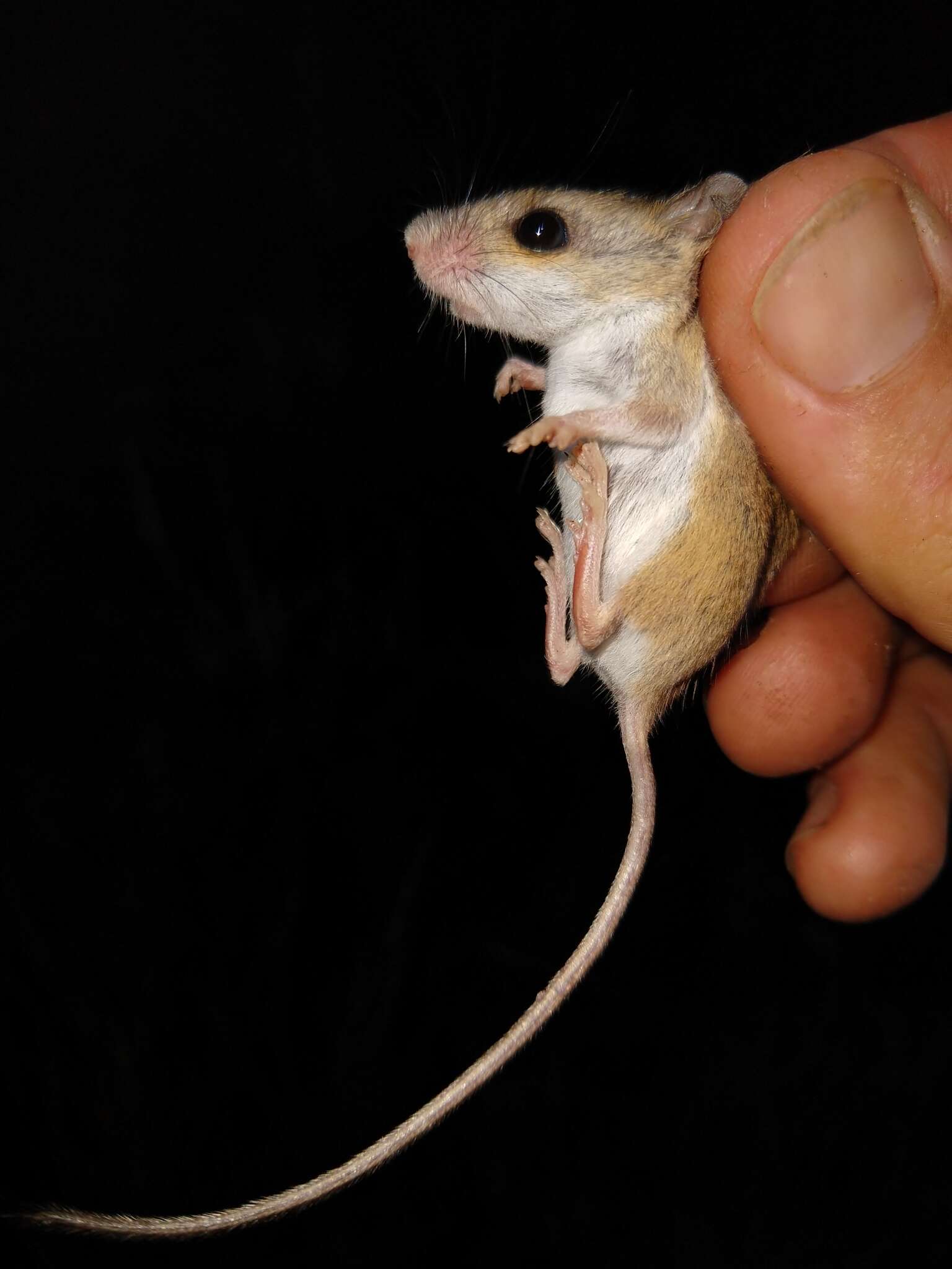 Image of Delicate Mouse