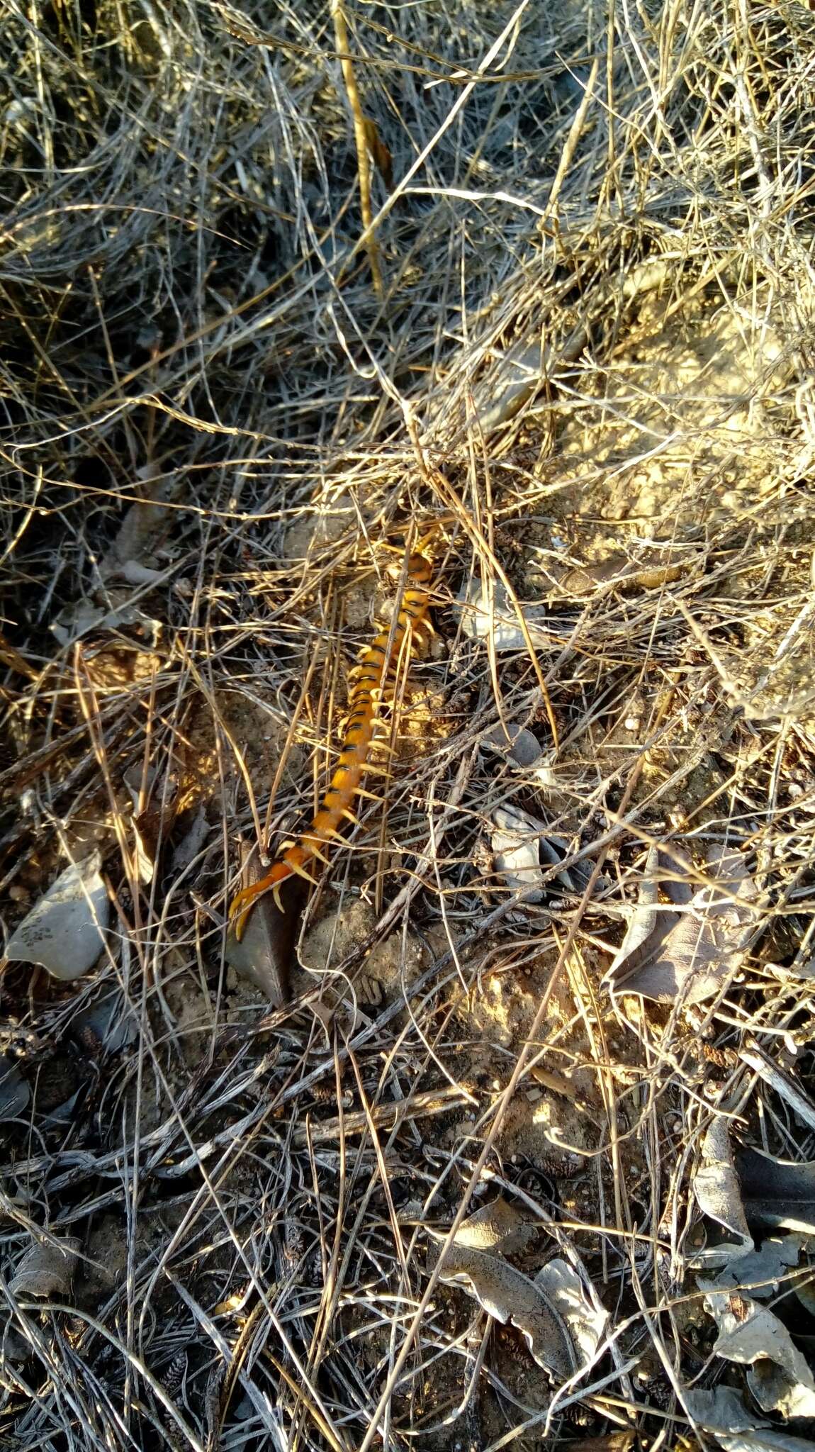 Image of Mediterranean banded centipede