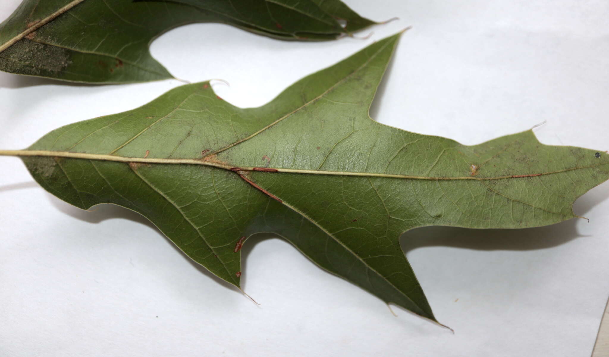 Imagem de Quercus heterophylla F. Michx.