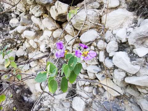 Image of Mascagnia lilacina (S. Wats.) Nied.