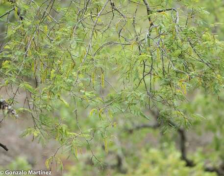 صورة Parapiptadenia excelsa (Griseb.) Burkart