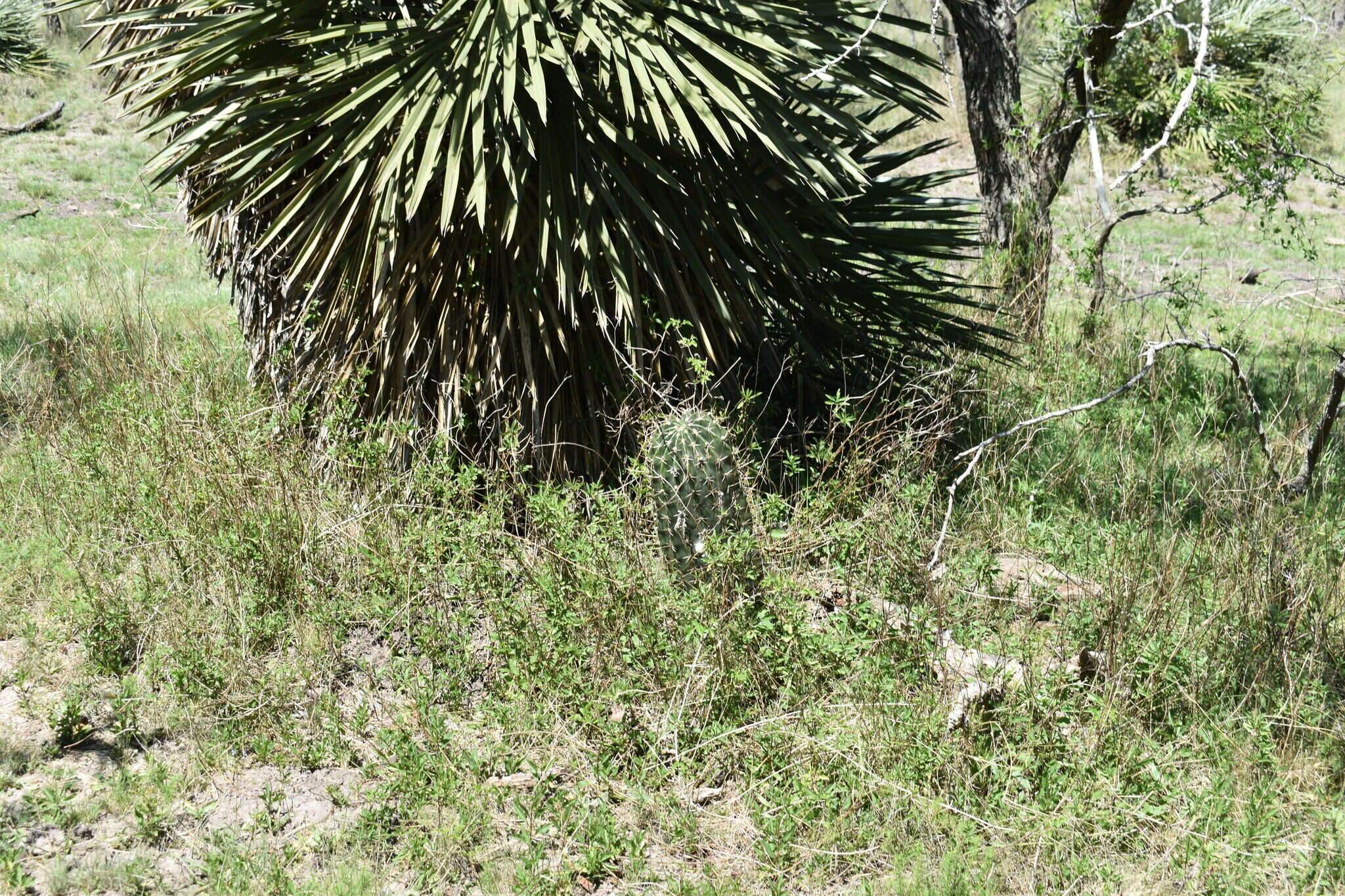 Image of Echinopsis rhodotricha K. Schum.