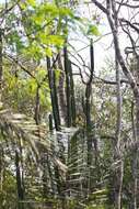 Image of Cereus bicolor Rizzini & A. Mattos