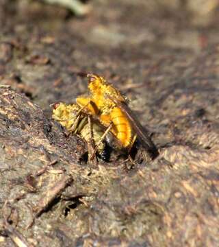 Image of Scathophaga stercoraria (Linnaeus 1758)