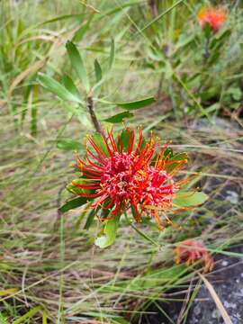 Image of Chimanimani pincushion