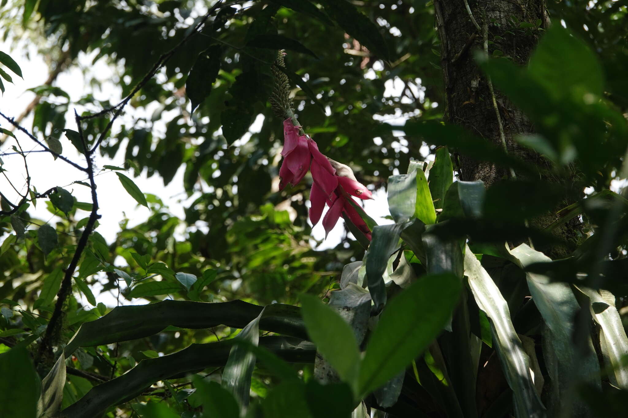 Image of Aechmea mariae-reginae H. Wendl.