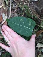 صورة Leichhardtia rostrata (R. Br.) P. I. Forst.