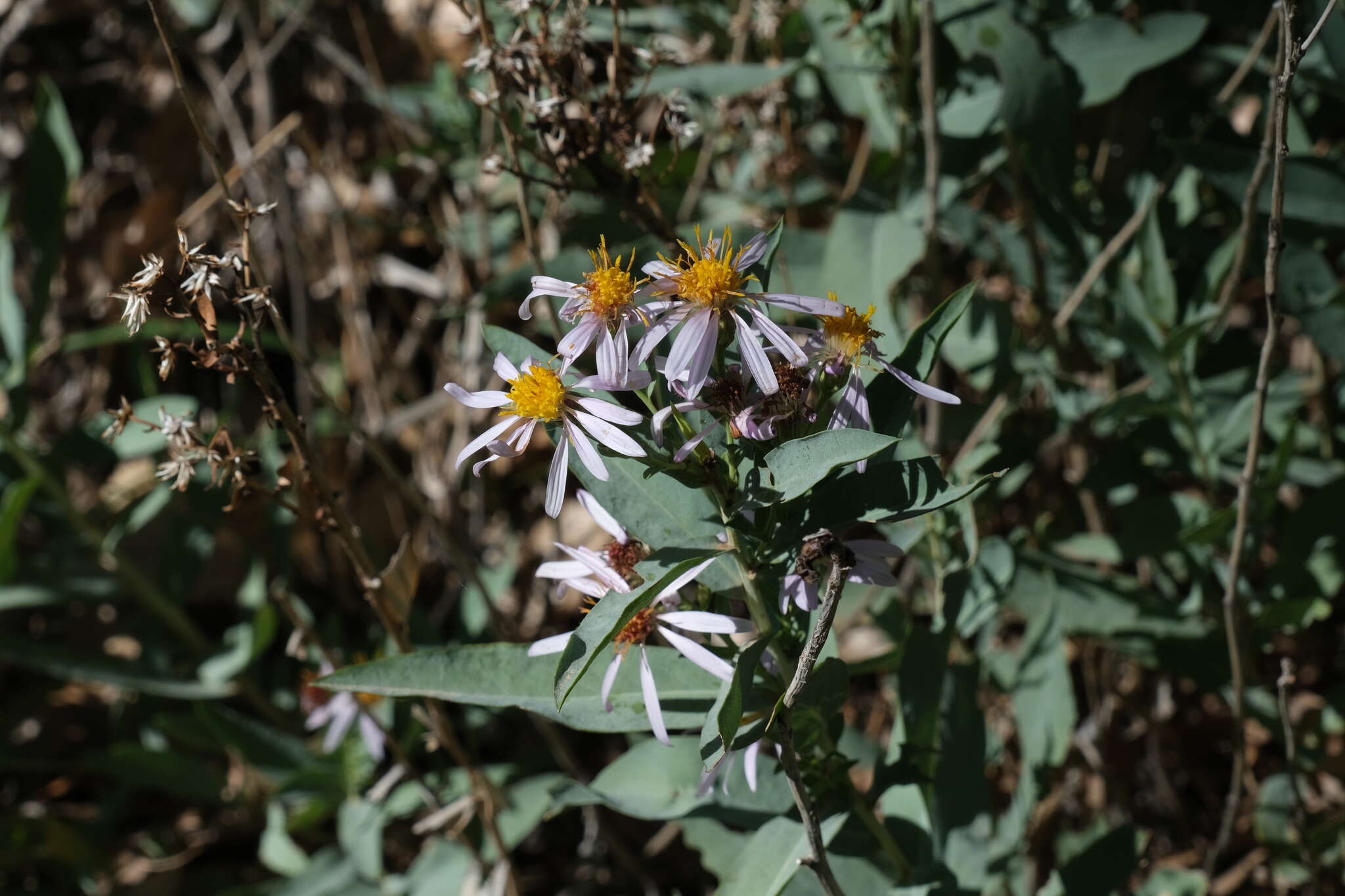 Image of gray aster