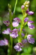 Image de Dactylorhiza iberica (M. Bieb. ex Willd.) Soó