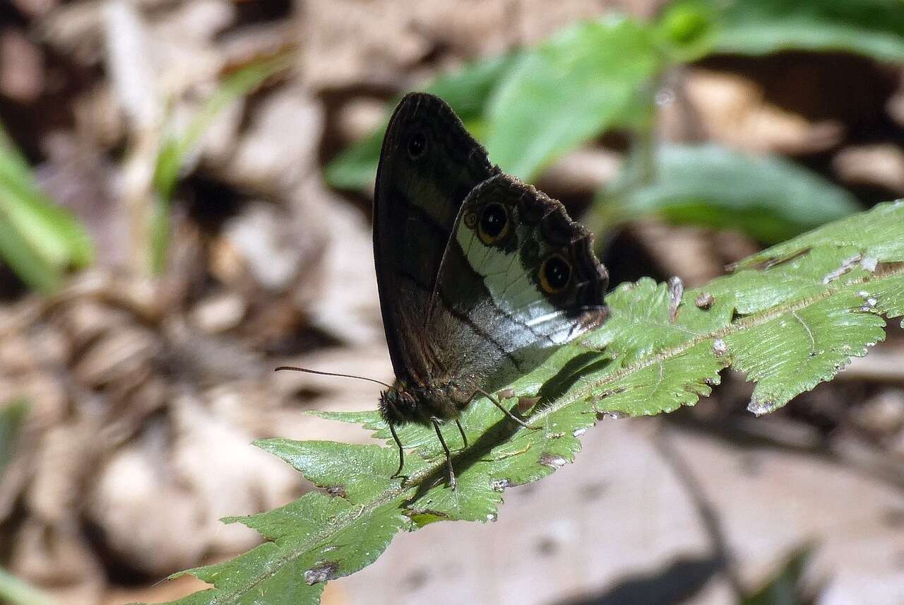 Imagem de Euptychoides nossis Hewitson 1862