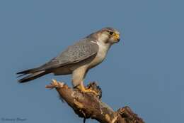 Image of Falco peregrinus babylonicus Sclater & PL 1861