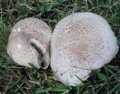 Image of Agaricus porphyrocephalus F. H. Møller