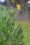 Image of Mt. Diablo helianthella