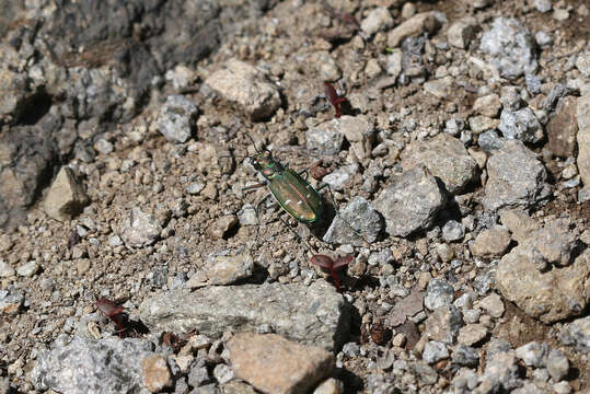 Image of Cicindela (Cicindela) depressula depressula Casey 1897