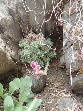 Image of Saxifraga sempervivum C. Koch