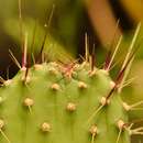 Image of Florida semaphore Cactus