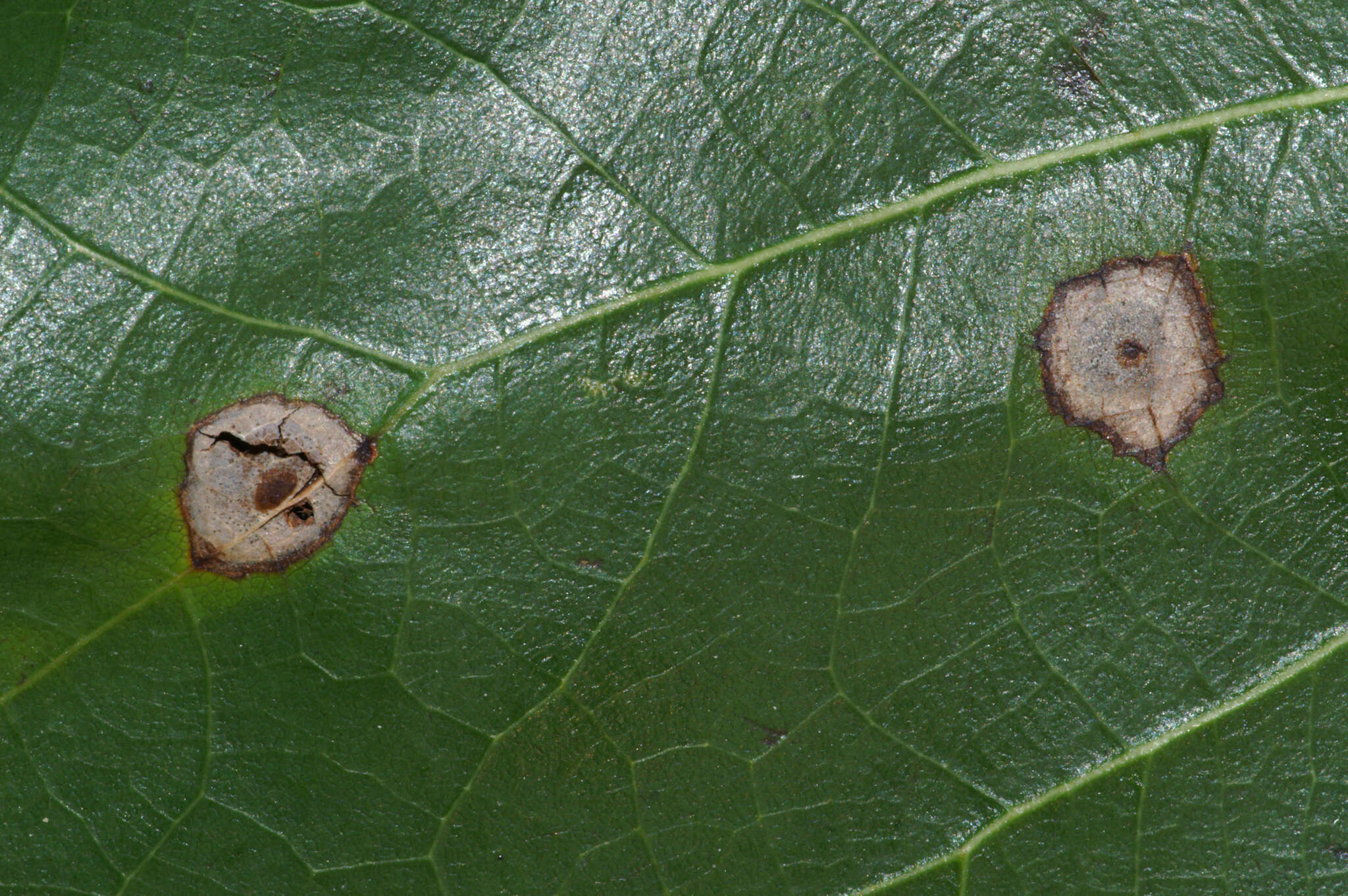 Image of Venturia liriodendri Hanlin 1987