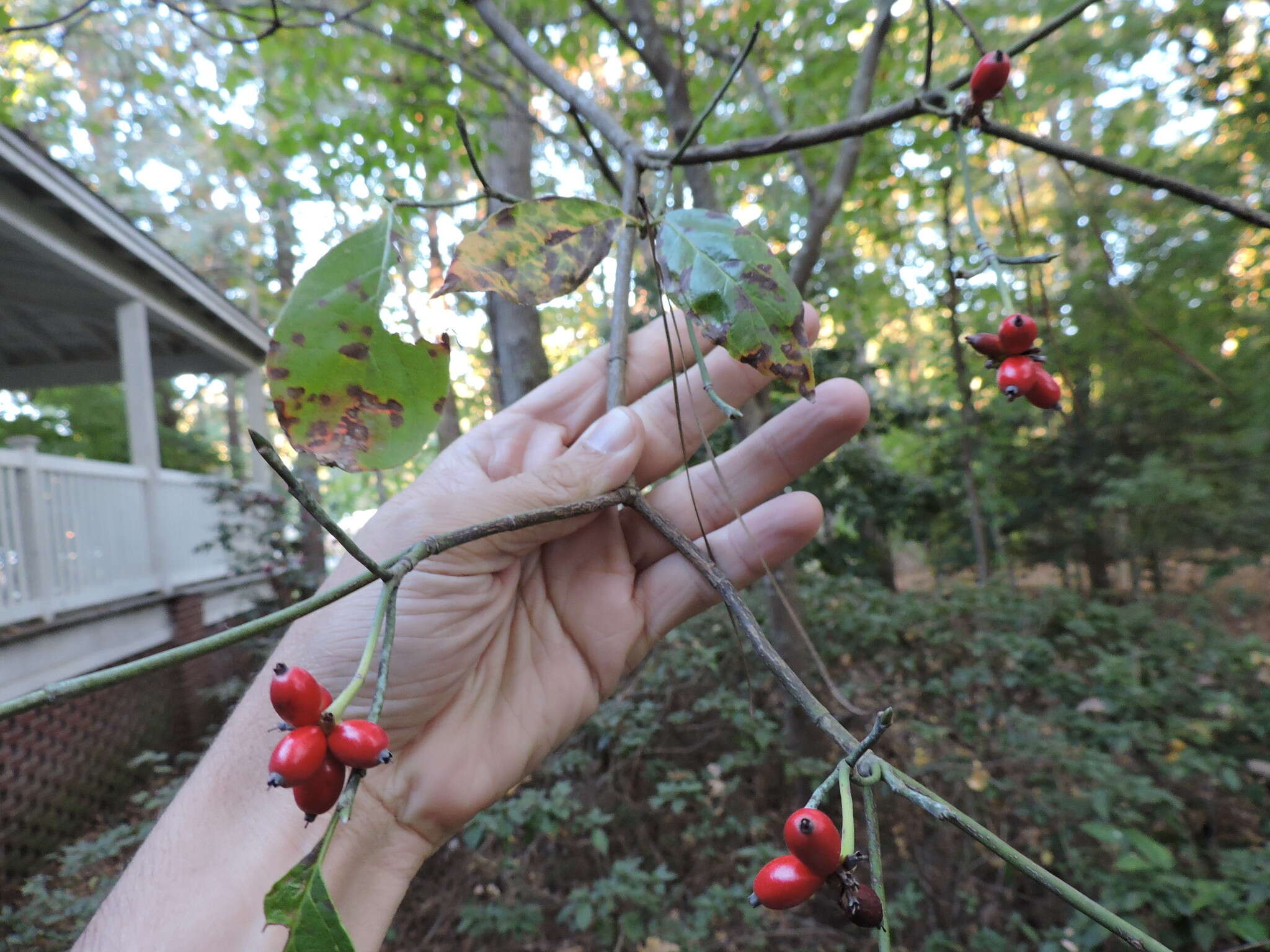 Image of flowering dogwood