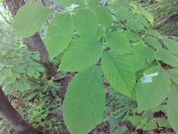 Image of yellowwood