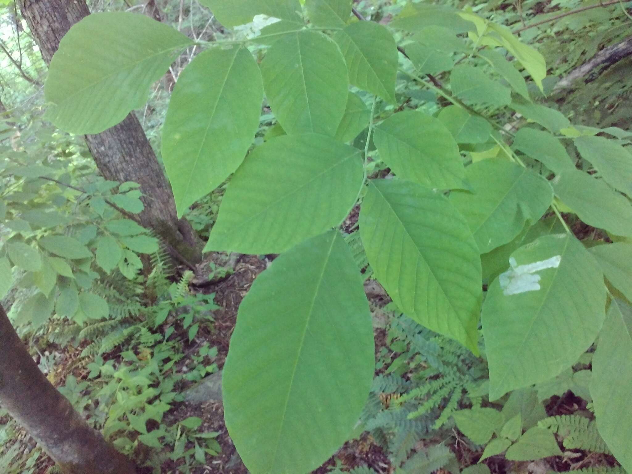 Image of yellowwood