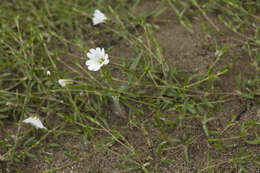 Plancia ëd Cerastium cerastoides (L.) Britton