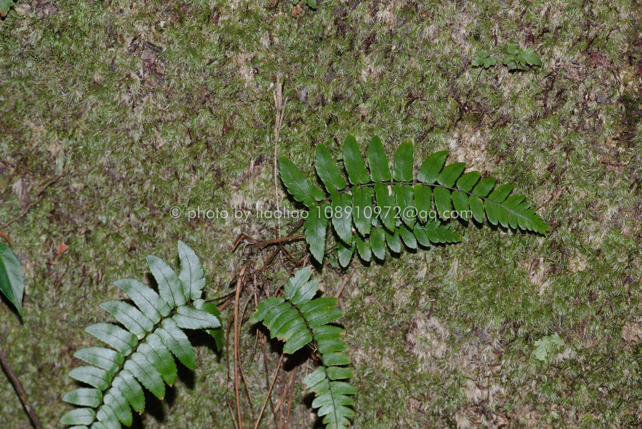 Sivun Dryopteris decipiens (Hook.) O. Kuntze kuva