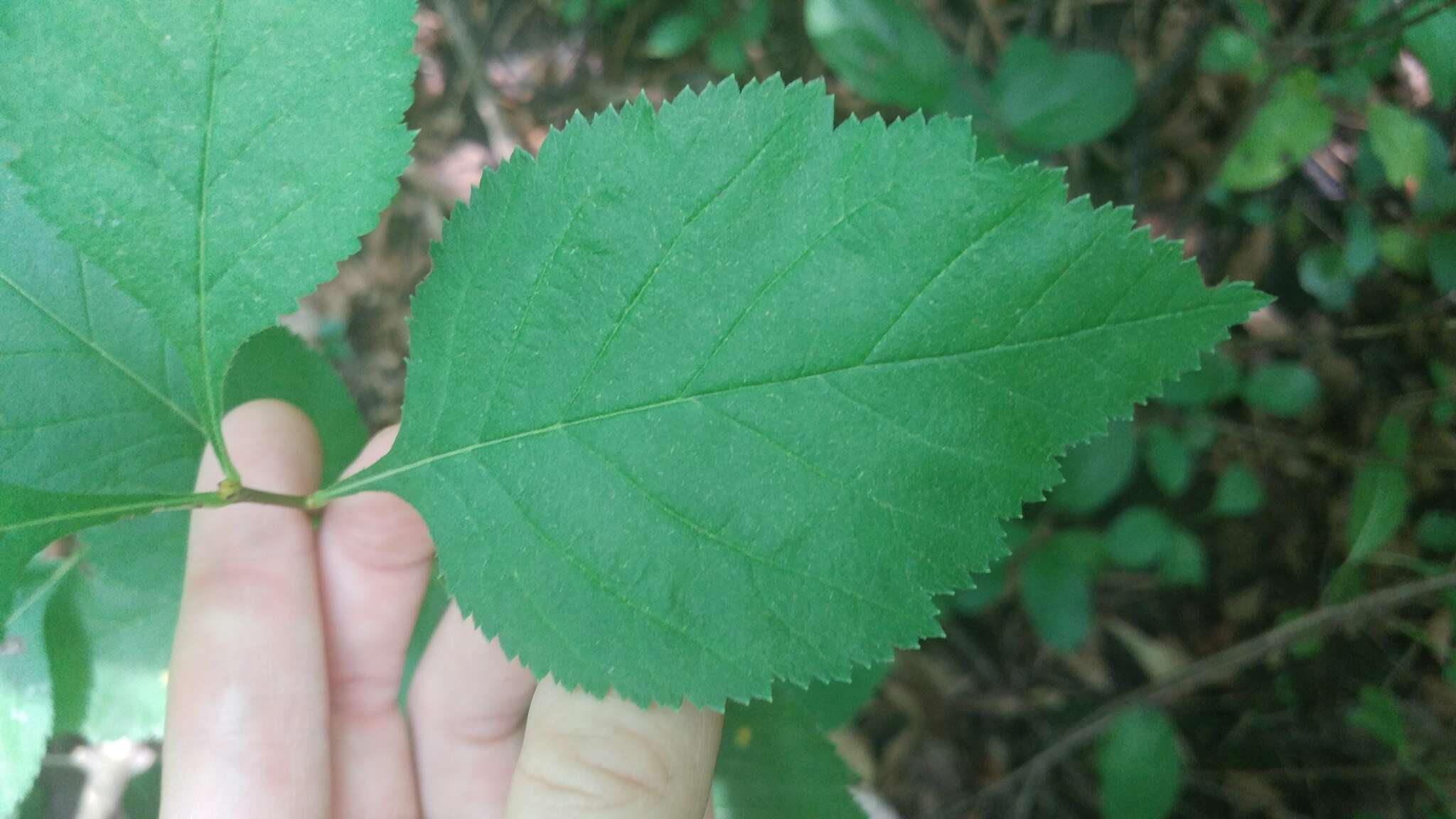 Image de Crataegus mollis (Torr. & Gray) Scheele