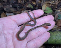 Image of South American Forest Racer