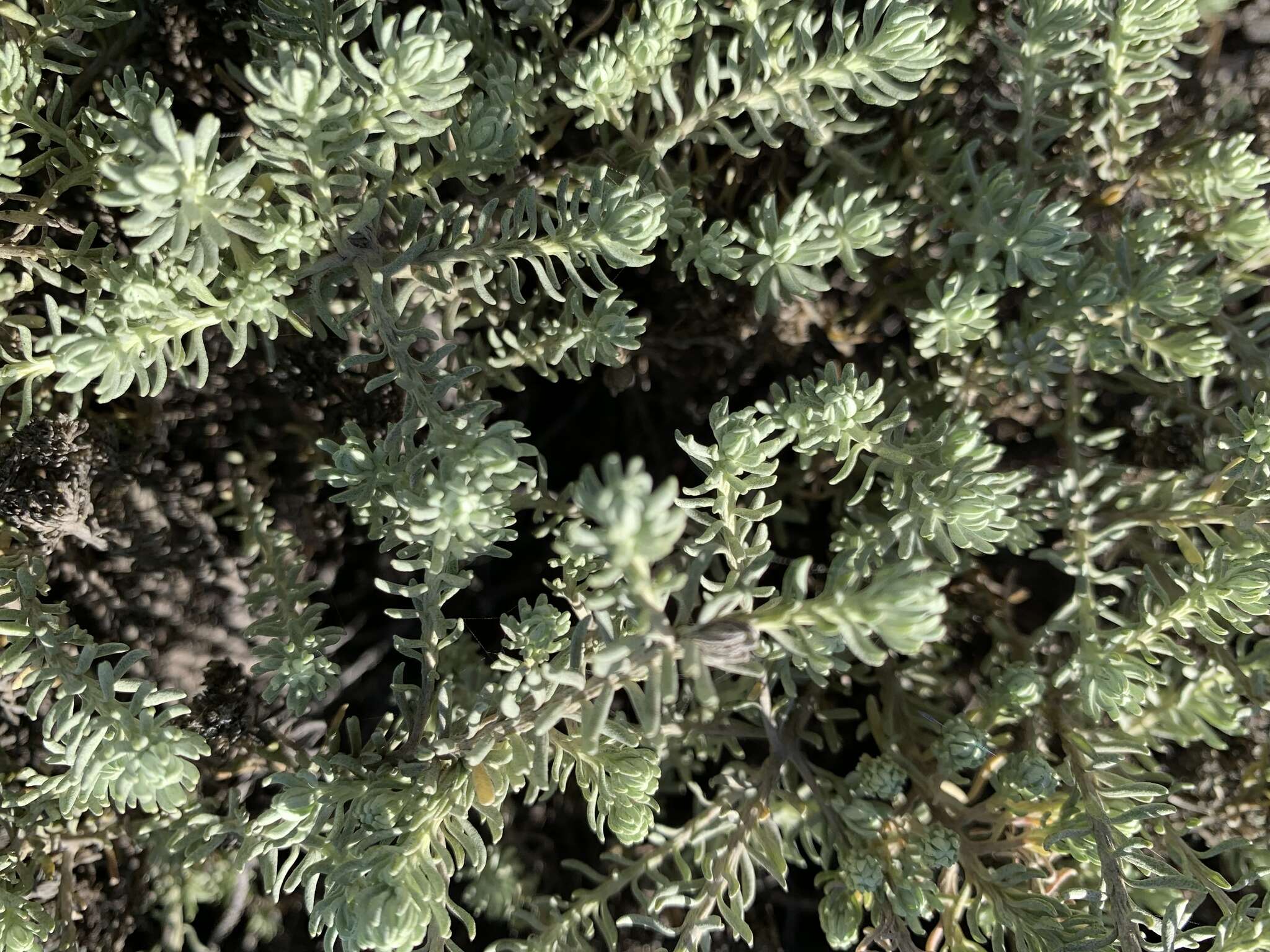 Image of Sand Everlasting