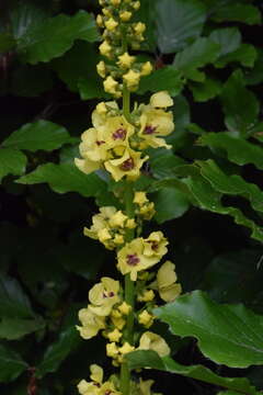 صورة Verbascum alpinum Turra