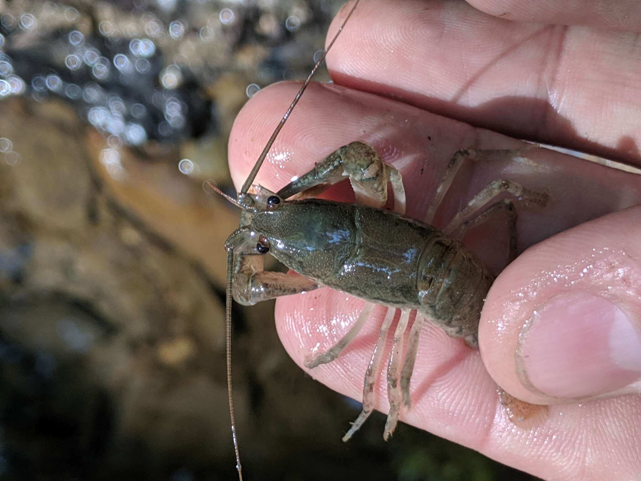 Image of Cambarus bartonii cavatus Hay 1902